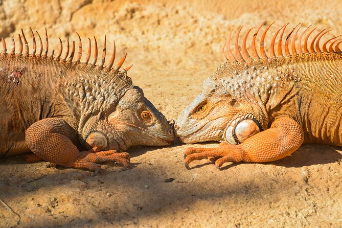 Skip the Line Ticket to Crocoparc with Optional Transfert - Crocoparc in Agadir: What You’re Really Buying
