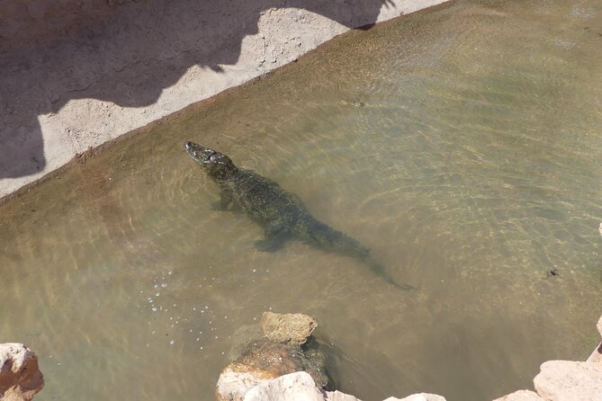 Skip the Line Ticket to Crocoparc with Optional Transfert - Comfort and Practical Stuff: Cafes, Souvenirs, and Wi-Fi