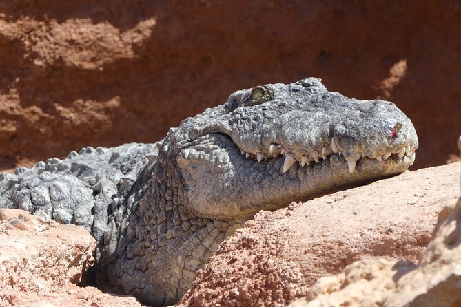Skip the Line Ticket to Crocoparc with Optional Transfert - Price and Value in Real Terms (Not Just a Number)
