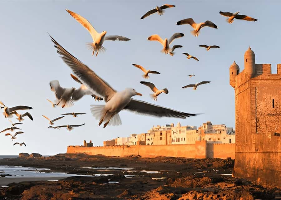 Small-Group Day Trip from Marrakech to Essaouira Mogador - Hotel pickup and the road trip rhythm (7:30 AM matters)