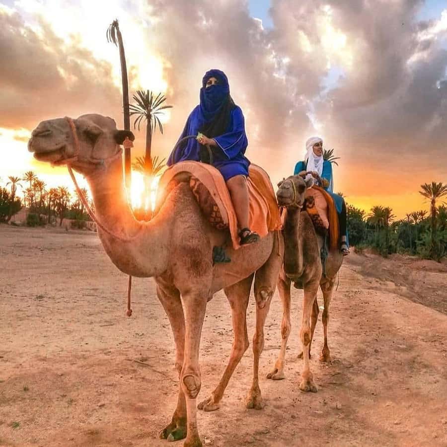 Sun set camel ride in palmerai of Marrakesh - Your 2-hour plan: pickup, camel time, tea, and back to Marrakech