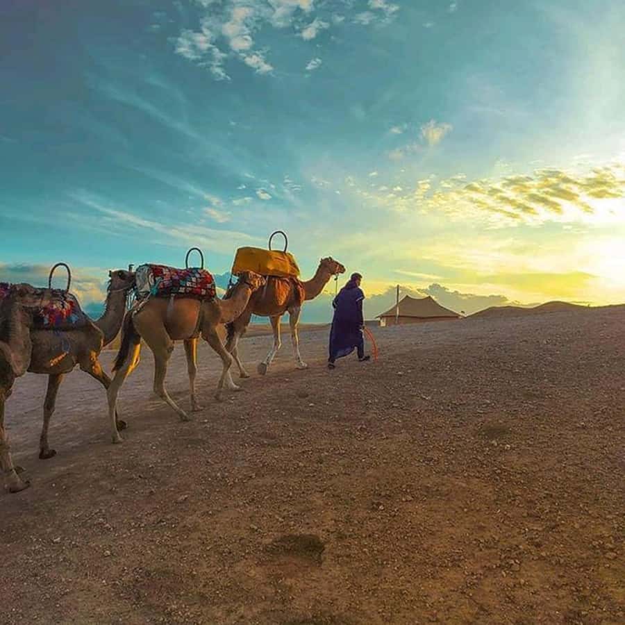 Sun set camel ride in palmerai of Marrakesh - What to bring and what to wear for Marrakech evenings