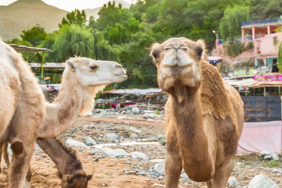 Sun set camel ride in palmerai of Marrakesh - Who should book this and who should skip it