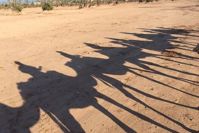 Sunset Camel Ride in Agadir or Taghazout With Transfers - The 10 Minute Ranch Transfer by the King’s Palace