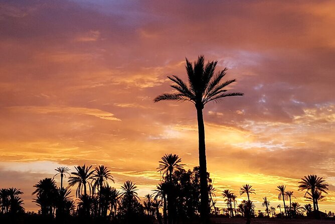 Sunset Camel Ride in Agadir or Taghazout With Transfers - Choosing Your Camel and Getting Comfortable Fast