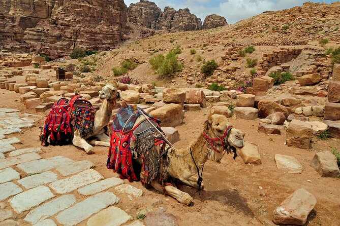 Sunset Camel Ride in Agadir or Taghazout With Transfers - Timing, Transport Glitches, and Return-Day Chaos to Know About