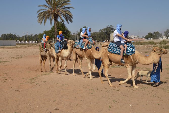 Sunset camel ride in Agadir with transport, tea and cakes. - Sunset Camel Ride in Agadir, the Real Value Check
