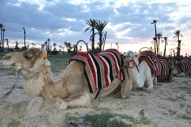 Sunset Camel Ride in the Palm Grove of Marrakech - Should You Book This Sunset Camel Ride in the Palmeraie?