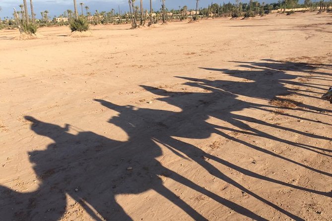 Sunset Camel Ride in the Palm Grove Of Marrakech - The 3-Hour Flow: Pickup, Camel Time, Berber Tea, Back to Hotel
