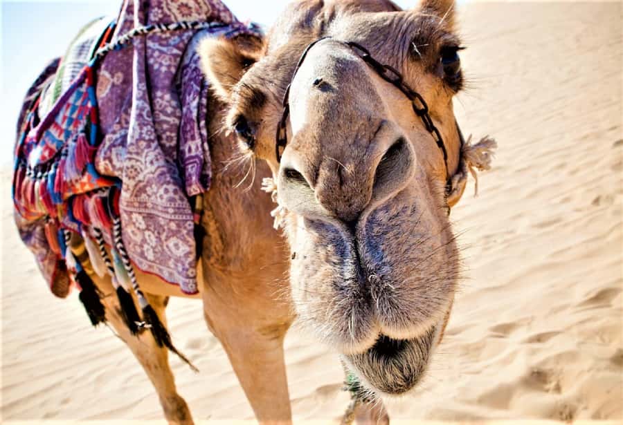 Sunset Camel Riding Including BBQ Dinner & Hotel Transfers - How The Agadir and Taghazout Pickup Sets Up a Stress-Free Evening
