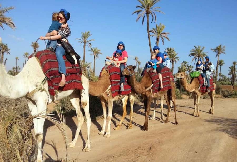 Sunset Camel Riding Including BBQ Dinner & Hotel Transfers - The Ranch Start: Safety, Comfort, and That Camel Smell Reality Check