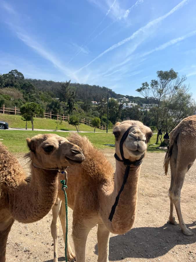 Tangier: Sunset, Tea, Sweets, Camel Ride, and Hercules Caves - What to Expect From the Camel Ride and Photo Time