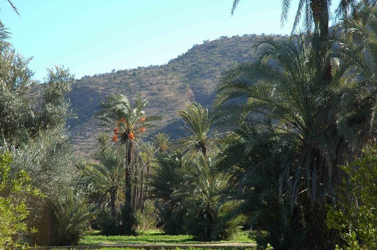 Taroudant and Tiout Oasis Trip With Lunch - Walking the Ocher Walls: Ramparts and Arched Doorways