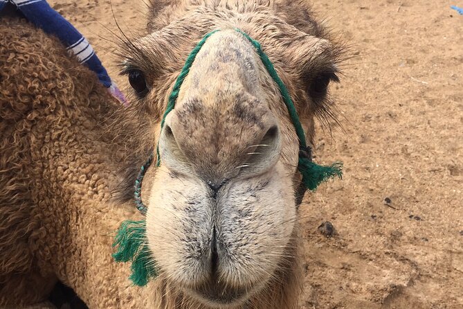 Tour of Tangier 1-2 people with camel ride - Camel ride to the Hercules Cave area: fun, but plan for it